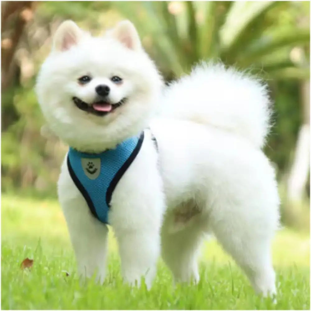 Safe Premium Adjustable Cat Harness and Leash with Anti-Escape Neck Belt Vest for Kitten Small Dogs Other Animals Pet Supplies